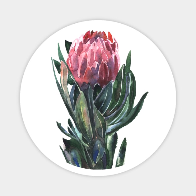 flower protea, watercolor picture Magnet by Olga Berlet